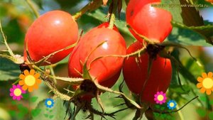 Шиповник обыкновенный витаминный вниви. Краткий обзор, описание vitaminum rosehip vnivi