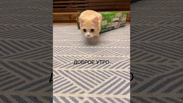 #доброеутро #сдобрымутром