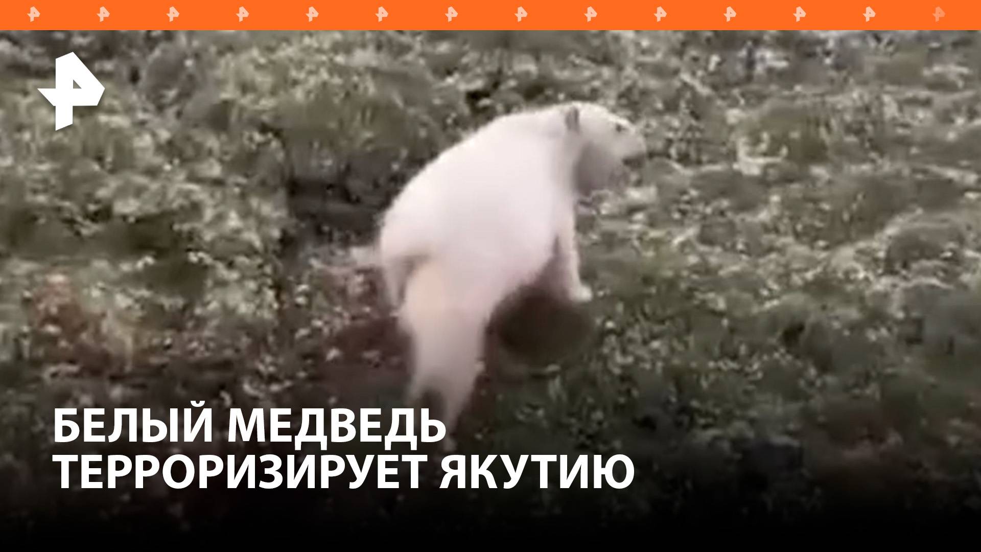 Белый медведь терроризирует жителей Якутии / РЕН Новости