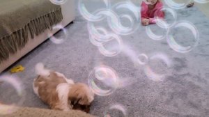 Лола ши-тцу играет. Игрушки для собак    #шитцу #shihtzu #игрушкидлясобак #dogstoys #сухиеусы