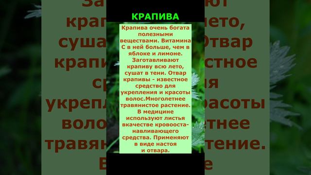 Польза Крапивы