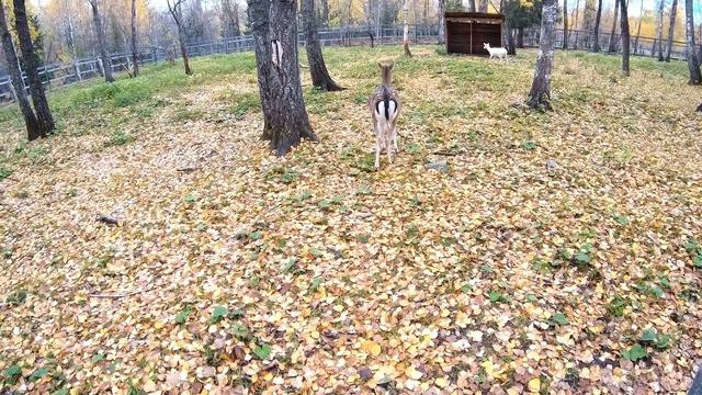 Здесь живут Добродушные🐪🦙 Милые Животные 😀🐪🦙