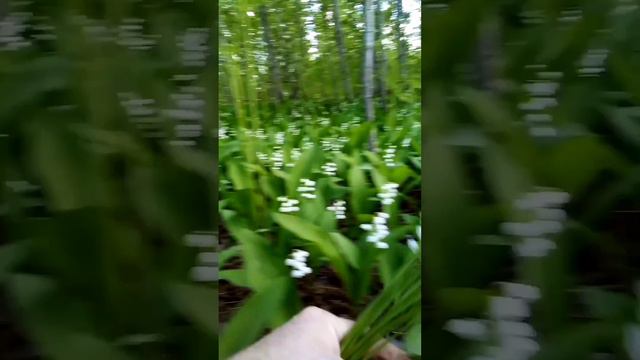 Дарите женщинам цветы