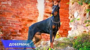 Собаки полицейские! Лучшие породы собак для службы в полиции