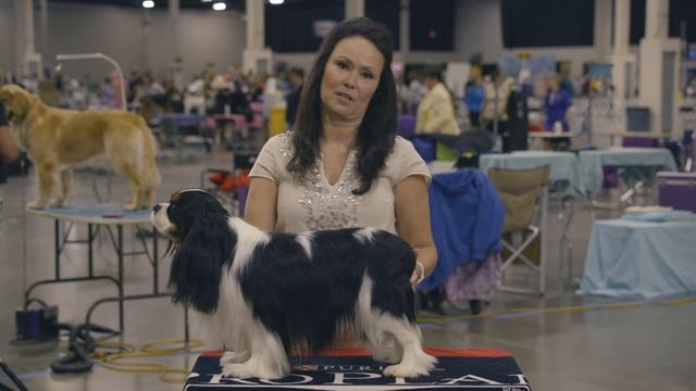 Best of Breed Minute: Cavalier King Charles Spaniel смотреть онлайн