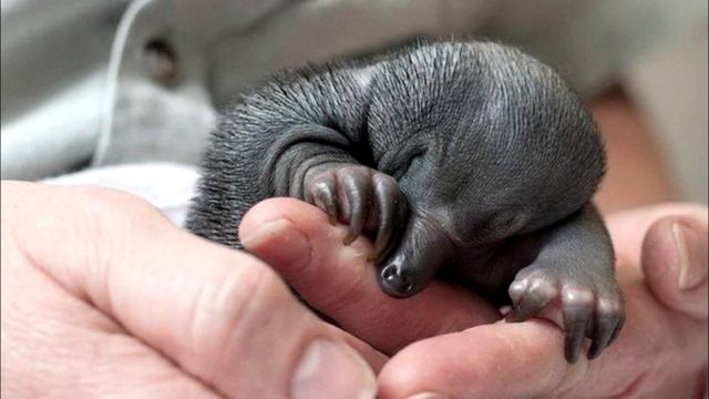 Самые милые детеныши животных и интересные факты о них смотреть онлайн