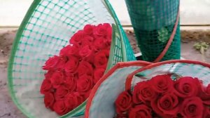 Сорт розы Gotcha в теплице на плантации в Эквадоре