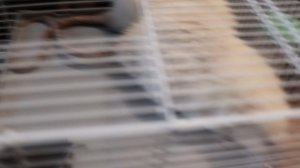 КРЫСЫ РАЗГРОМИЛИ КЛЕТКУ