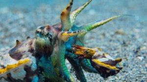 Брачные ухаживания "расписной каракатицы".