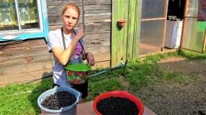 Дела заготовительные, едем за иван чаем