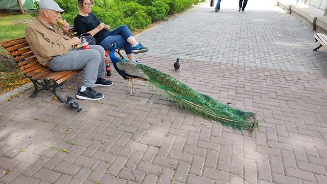 Красивая Птица?