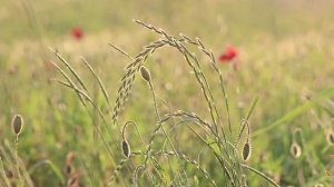 Просторы полей