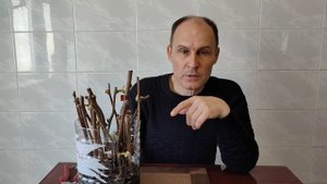 Укоренение черенков киви , большая ошибка при укоренении .