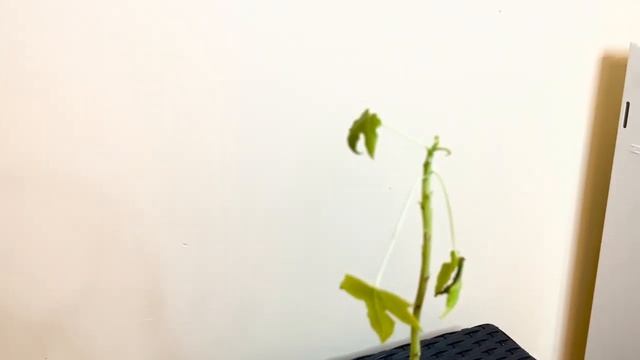 Выращивание ПАПАЙИ дома. Болезни папайи. 2022 смотреть онлайн