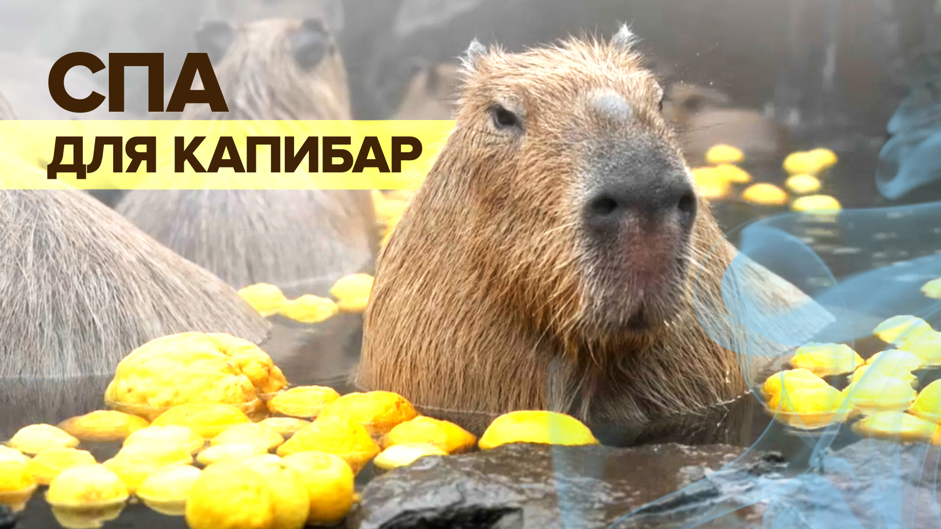 Жизнь прекрасна: в Японии капибарам устроили цитрусовую ванну