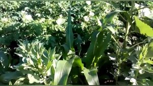 Полезные и добрые соседи картофеля для отличного урожая ?