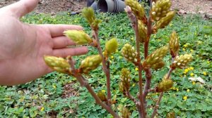 วิสทีเรีย ขาว wisteria floribunda alba