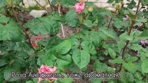 Vlog-216 Terra Limburgia Цветение роз, Терра Лимбурджия, Бельгия 2006 г.