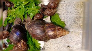 содержание улиток ахатин в домашних условиях|Живой мир вместе с Ренатой