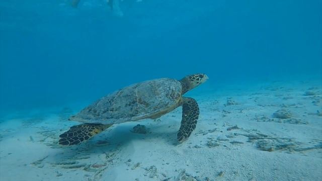 Семейный лагерь на Мальдивах: детский фридайвинг, занимательная биология смотреть онлайн