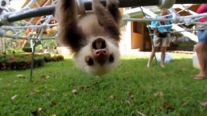 Прикол. Ленивцы издают звуки