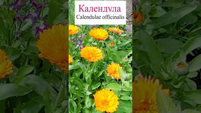 Календула (Calendulae officinalis)💐