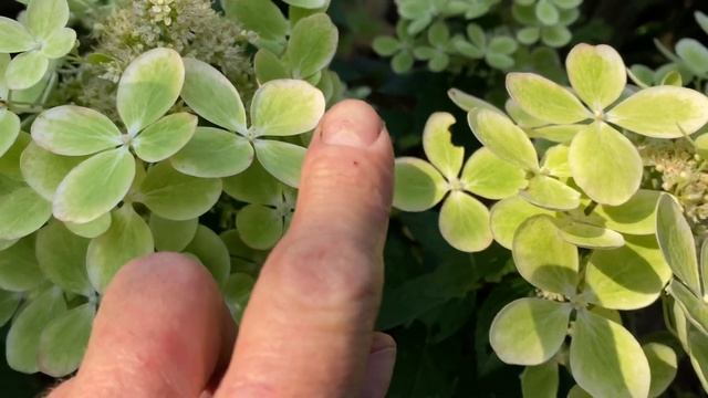 Гортензии метельчатая Pastel Green