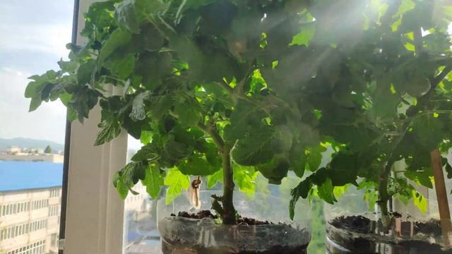 Томаты на балконном огороде. Первые созревшие плоды.