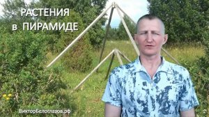Растения в Пирамиде по египетской пропорции. Виктор Белоглазов | Pyramids