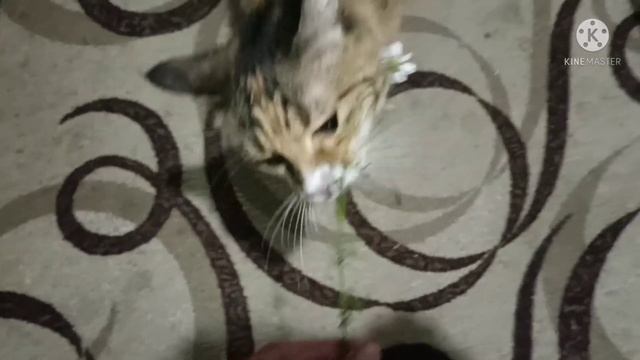 Пролетела рабочая неделя. Дела домашние, дача, рынок. #влог#волжский#дача#рынок смотреть онлайн