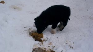 Свежее говно, очередь за говном, говно с парком