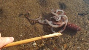 Еле живой кальмар или осьминог в водах средиземного моря побережья Турции в 4К