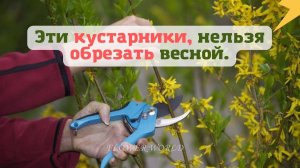 Эти кустарники, нельзя обрезать весной.?