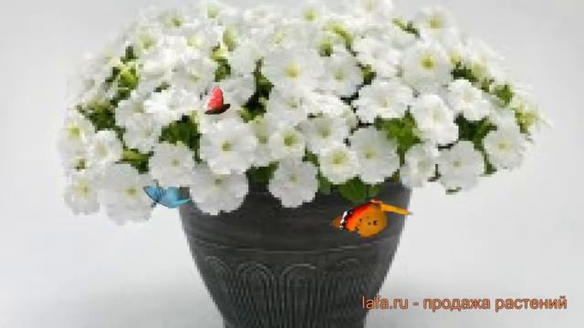Петуния полуампельная Нивола Перл Вайт ? обзор: как сажать, семена петунии Нивола Перл Вайт смотреть онлайн
