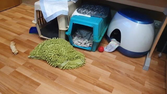 живая шляпа смотреть онлайн