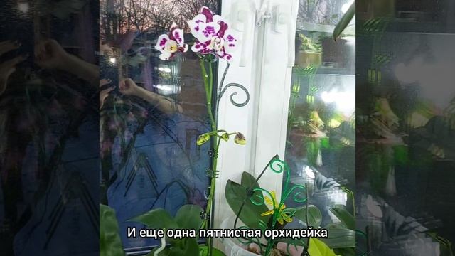 Пятнистые #ОРХИДЕИ ?Дикий кот заароматил?Марракеш #бабочка  ? #цветы #фаленопсис #растения #short