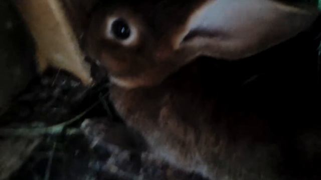 Придбання кролів породи Рекс кастор смотреть онлайн