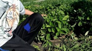 Сельская жизнь/собираем урожай овощей/начинаем строительство загона для индоуток