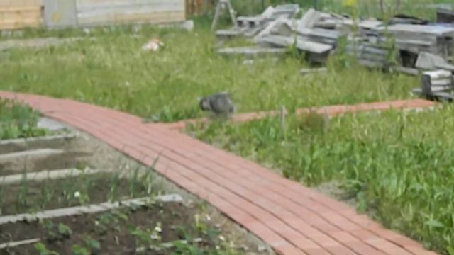 КОШКА НА ПЕНСИИ. смотреть онлайн