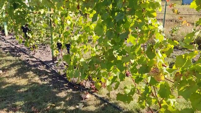 И ещё о моих технарях. Воронеж 13.09.23. смотреть онлайн