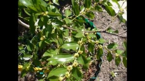 Зизифус Унаби Китайский финик. Результаты опыления!