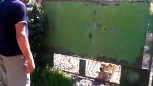 Злая собака породы кадебо