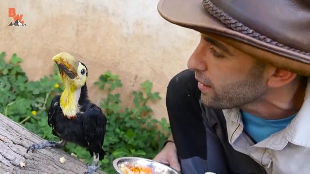 СПАСЛИ ДЕТЁНЫША ТУКАНА. Птица с ОГРОМНЫМ клювом. смотреть онлайн