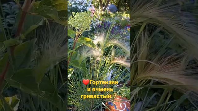 ❤️Гортензии и ячмень гривастый🌾сочетание👍 #гортензии #ячменьгривастый #злаки #гортензииметельчатые