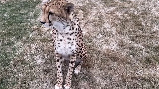 Любопытный гепардик гуляет во дворе смотреть онлайн