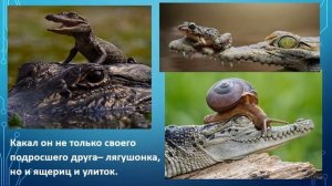 Сказка для внуков: Крокодил 2
