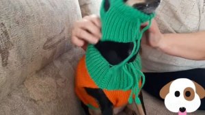 Вязаная одежда для той-терьера. Примерка..