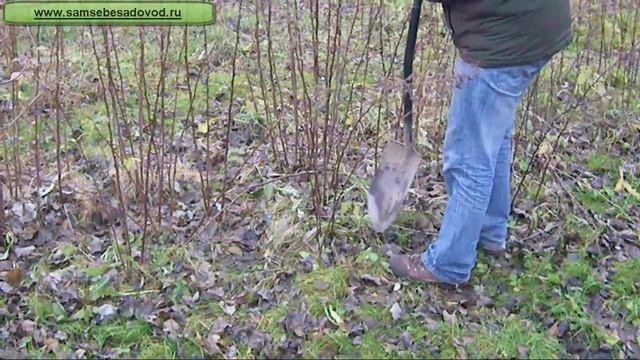 Ремонтантная малина Поляна (часть 2) смотреть онлайн