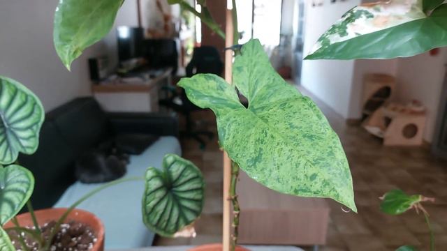 Plant tour 2022 | Mes plantes d'intérieur - partie 1 💚 смотреть онлайн