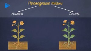 6 класс - Биология - Ткани растений